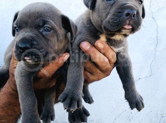 A Kalite Blue Cane Corso Yavrular
