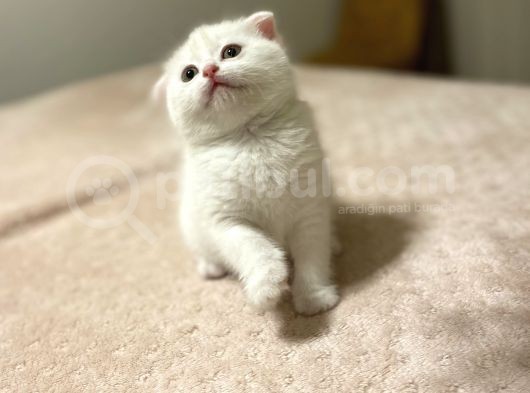 Dişi Longhair görsel