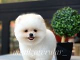 Safkan Teddy Face Pomeranian Yavrularımız