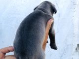 A Kalite Blue Cane Corso Yavrular