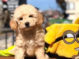 Toy Poodle Yavrular