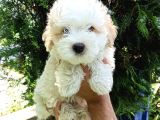3 Aylık Dişi Ve Erkek Maltipoo Yavrularım
