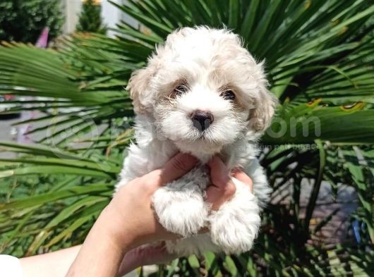 3 Aylık Dişi Ve Erkek Maltipoo Yavrularım