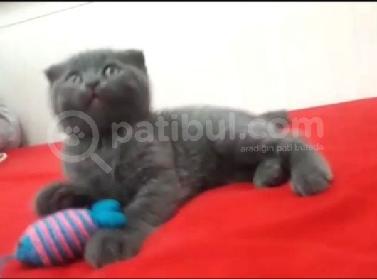 Acil Scotish Fold Erkek Yavru Kedi