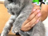 Scottish Fold Ve British Yavrularımız