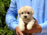 Yakışıklı Maltese Terrier