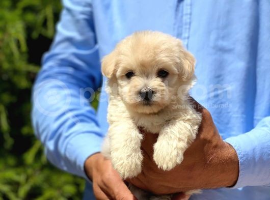 Yakışıklı Maltese Terrier görsel