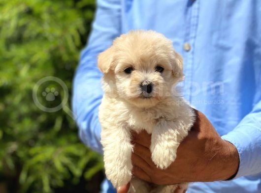 Yakışıklı Maltese Terrier görsel