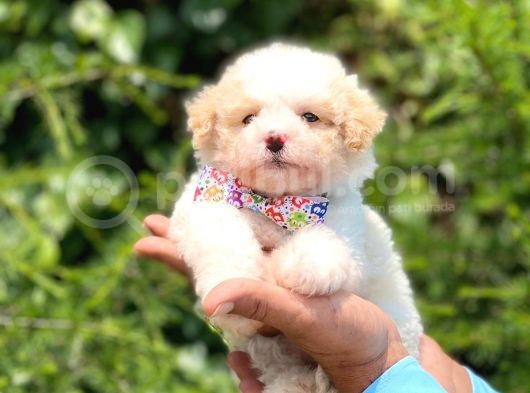 Yavru Maltese Terrier görsel