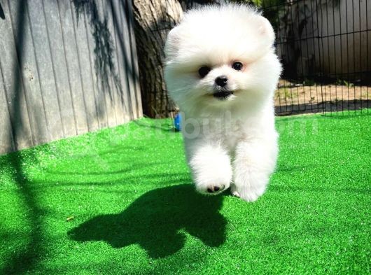 Gülen Surat Pomeranian Boo Oğlumuz Mike görsel