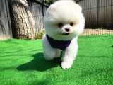 Gülen Surat Pomeranian Boo Oğlumuz Mike