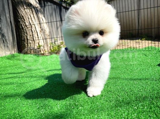 Gülen Surat Pomeranian Boo Oğlumuz Mike görsel