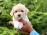 TATLI MALTESE TERRİER