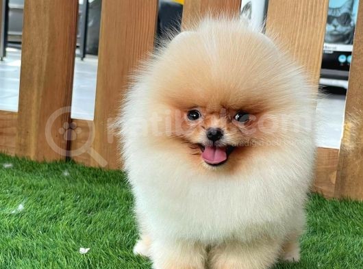 Teddy Bear Pomeranian Boo Bebekler görsel