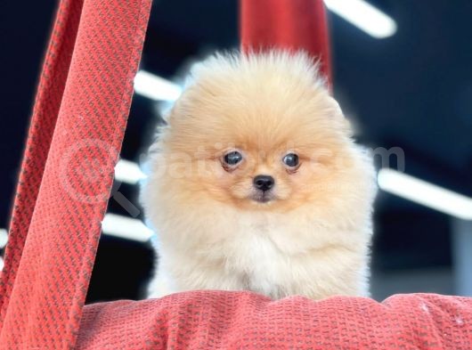 Teacup Pomeranian Boo Bebekler görsel