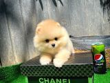 Çocuklarla Anlaşabilen Irk Pomeranian Yavrularımız