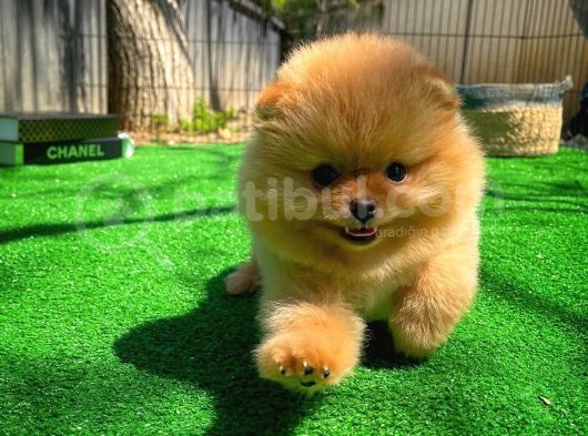Tüy Dökülmesi Az Olan Pomeranian Yavrularımız görsel