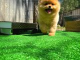 Tüy Dökülmesi Az Olan Pomeranian Yavrularımız