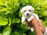 Sevimli Maltese Terrier
