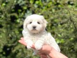Yavru Maltese Terrier