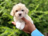 Tatli Maltese Terri̇er
