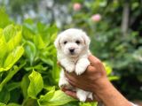 Sevimli Maltese Terrier