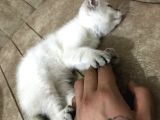 Scottish Fold Blue Point A+ Kalite