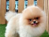 Teddy Bear Pomeranian Boo Bebekler