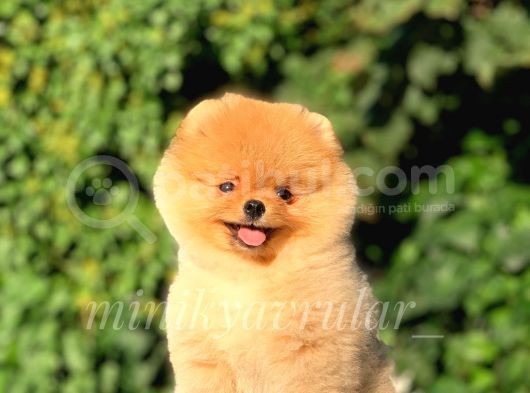 Safkan Teddy Face Pomeranian Yavrumuz