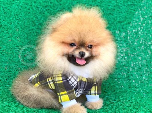 2 Aylık Pomeranian Yavrular görsel