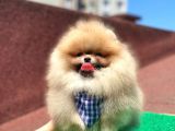 2 Aylık Safkan Pomeranian