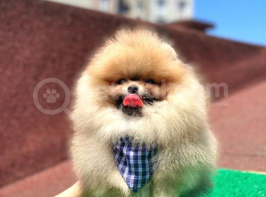 2 Aylık Safkan Pomeranian görsel