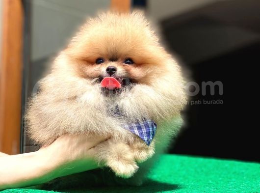 2 Aylık Safkan Pomeranian görsel