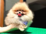 2 Aylık Pomeranian Yavrular