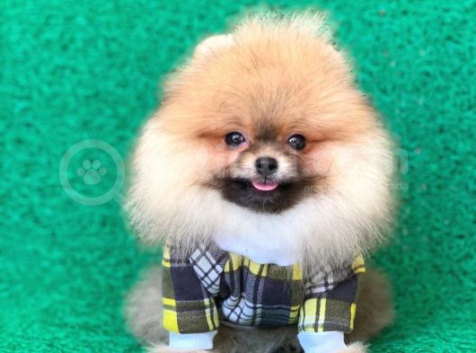 2 Aylık Safkan Pomeranian görsel