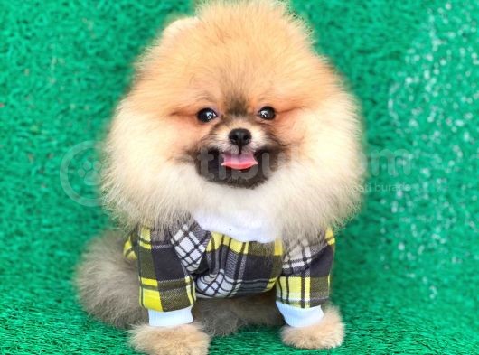 2 Aylık Safkan Pomeranian görsel