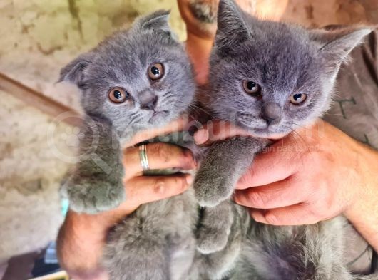 Irk Ve Sağlık Garantili Kedilerimiz Mevcut görsel