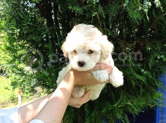 F1 Maltipoo Yavrularımız