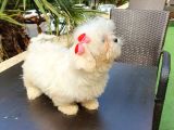 Kore Maltese Kızımız