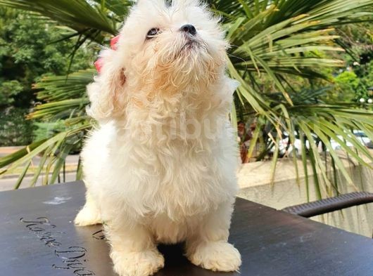 Kore Maltese Kızımız görsel
