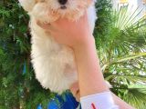 Kore Maltese Kızımız