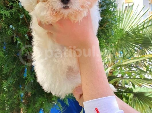 Kore Maltese Kızımız görsel