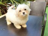 Kore Maltese Kızımız