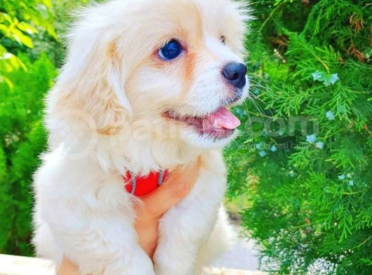 Terrier Erkek Yavrumuz