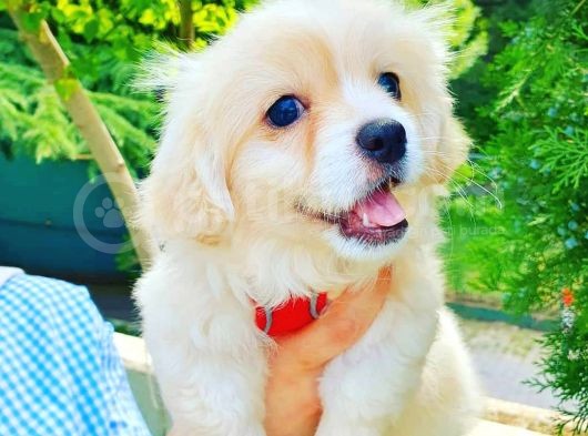Terrier Erkek Yavrumuz görsel
