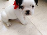 Mükemmel Kaliteye Sahip French Bulldog Bebeğim