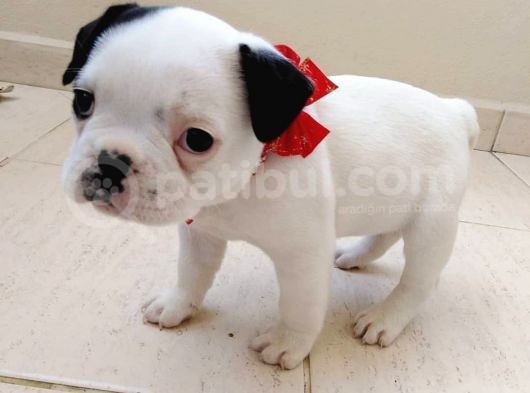 Mükemmel Kaliteye Sahip French Bulldog Bebeğim görsel