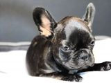 Dünya Güzeli French Bulldog Bebeğim