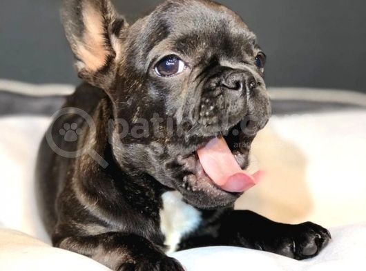 Dünya Güzeli French Bulldog Bebeğim görsel