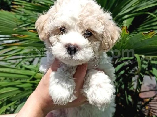 Evinizin Neşesi Dişi Maltipoo Yavrum görsel
